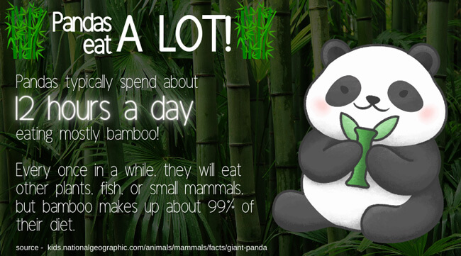 Pandas eat a lot!